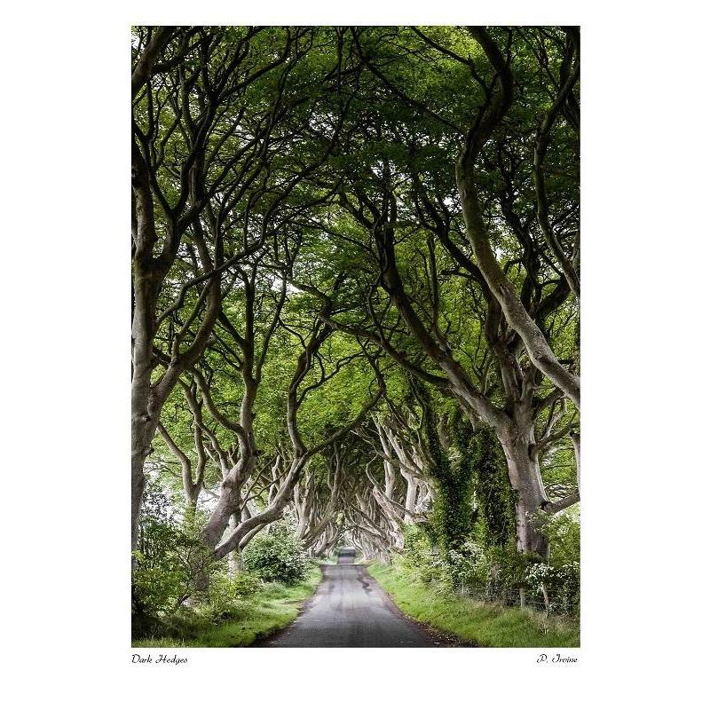 Dark Hedges Print #03-Irishmanlost-Artisan Market Online