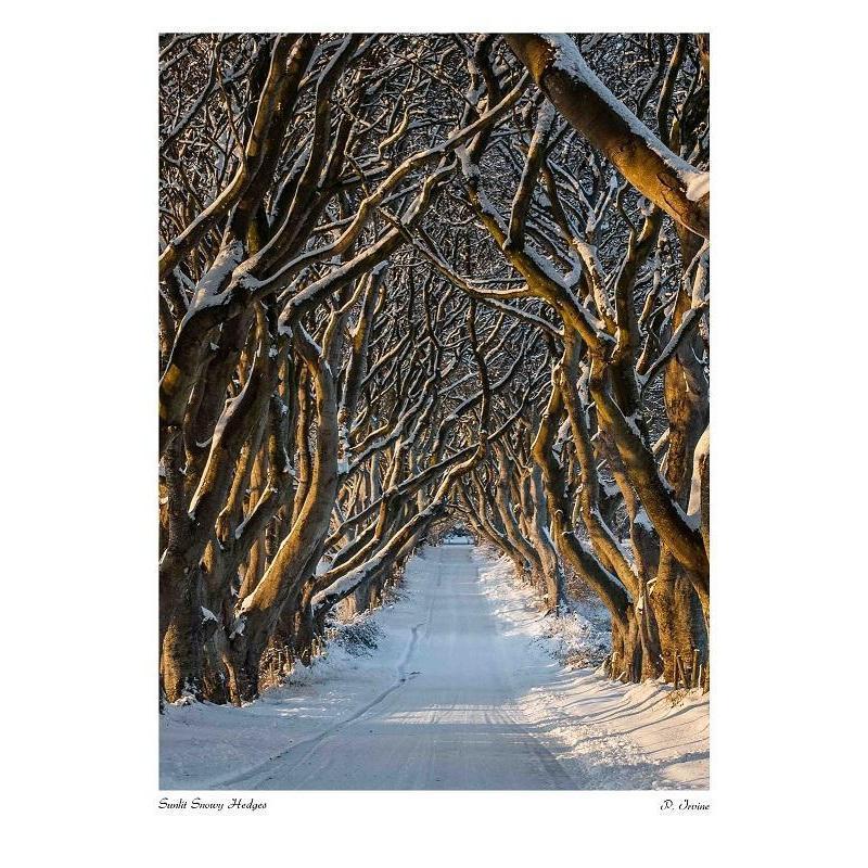 Sunlit Snowy Dark Hedges Print #06-Irishmanlost-Artisan Market Online