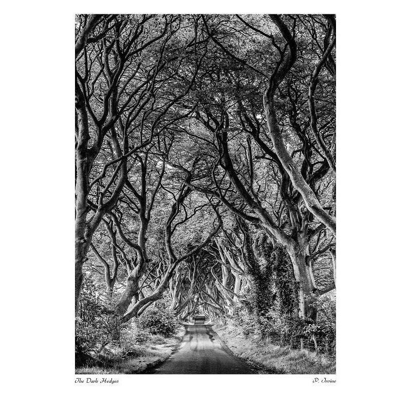 Dark Hedges Monochrome Print #05-Irishmanlost-Artisan Market Online