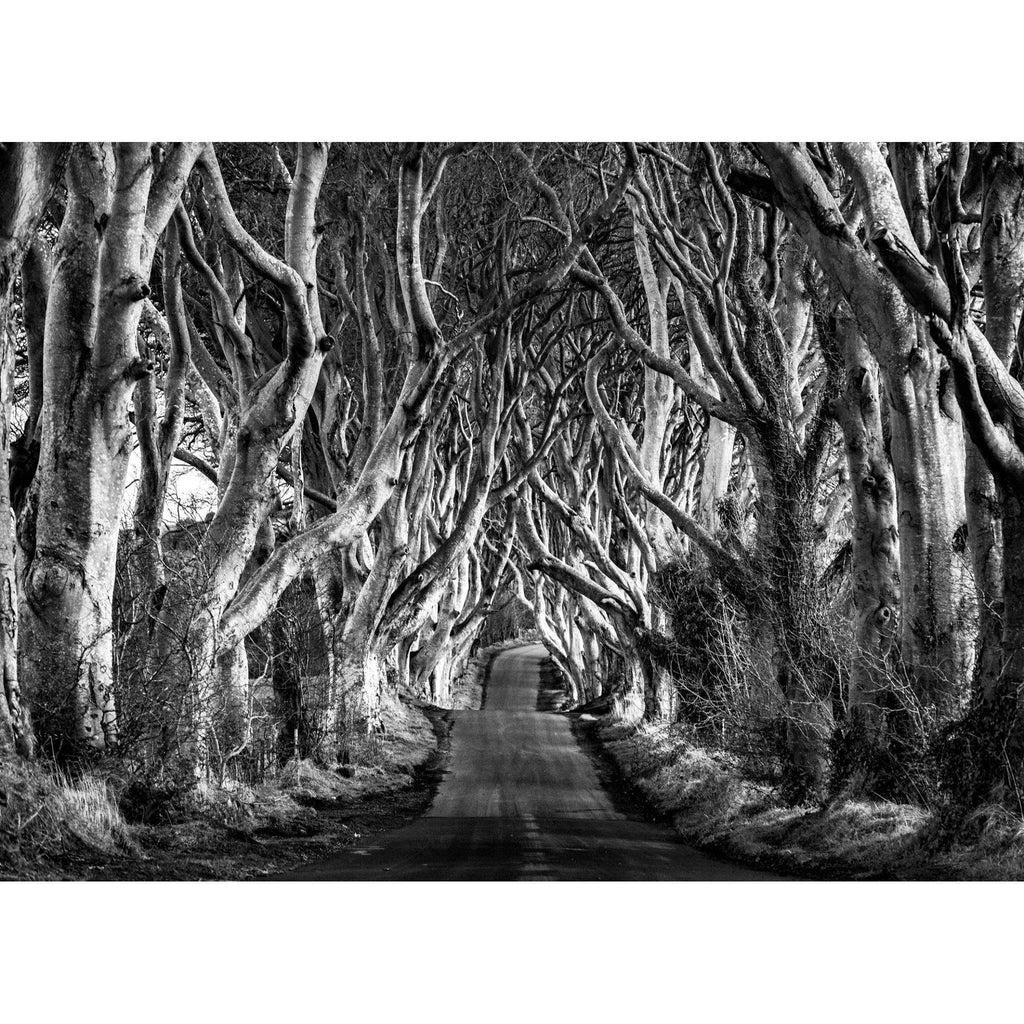 Dark Hedges Monochrome Print-Eoin Mc Connell Photography-Artisan Market Online