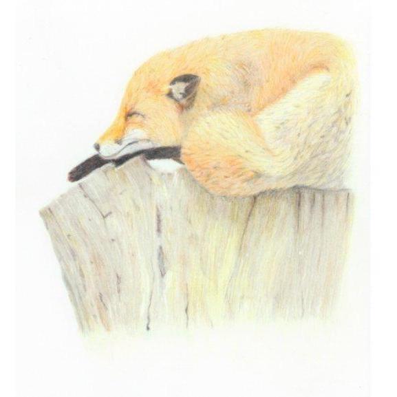 Wildlife Prints-Victoria Blacker Art-Artisan Market Online